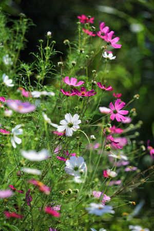 Beautiful flowers in the garden (Cosmos). Abstract background.の写真素材