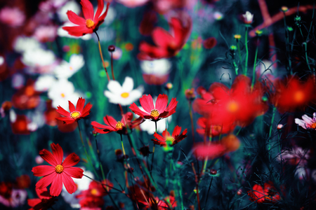 Beautiful flowers in the garden (Cosmos). Abstract background.の写真素材