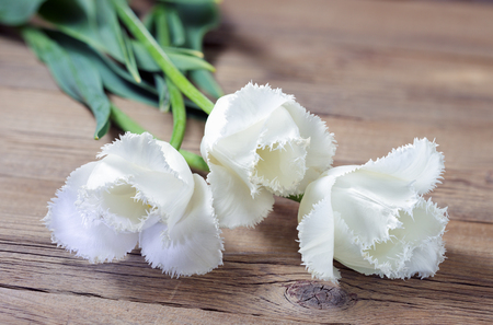 Bouquet white freshness tulips on wood background.の写真素材