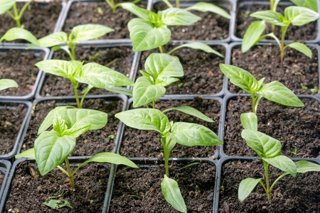 Fresh peppers seedling background macro shot photoの写真素材
