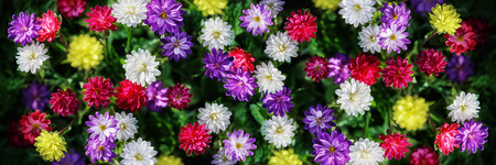 Freshness flowers asters on blured background. Flowers collage.の写真素材