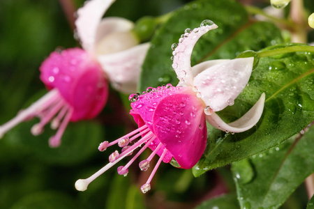 Beautiful Fuchsia flowerの写真素材