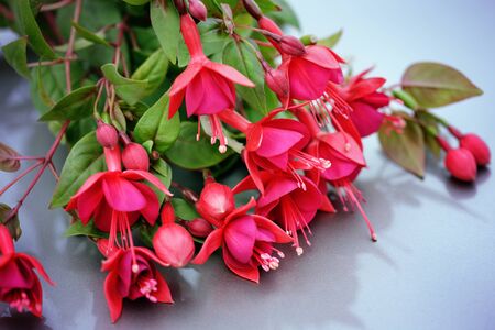 Beautiful Fuchsia flowerの写真素材