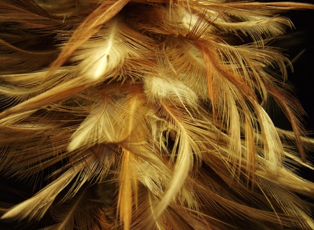 the feathers of a chicken.