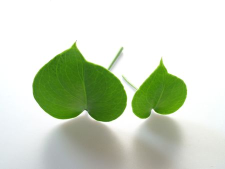 Two plant leavesの写真素材