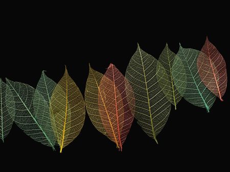 Autumn leavesの写真素材