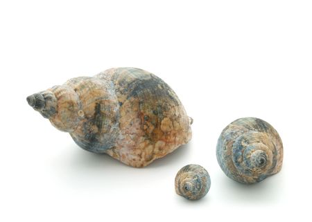 Seashells