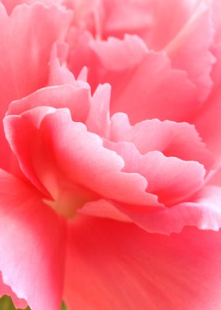 Close-up of pink flower petalsの写真素材