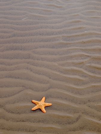 Starfish on a sandy beachの写真素材