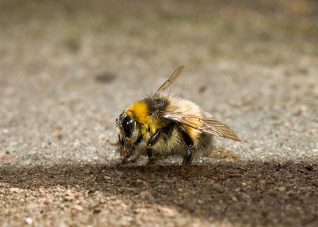 Bumble beeの写真素材