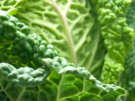 Fresh green Savoy cabbage の写真素材