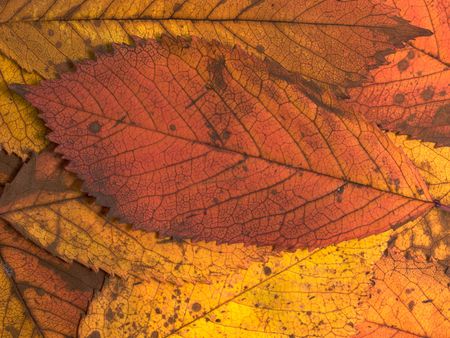 Autumn leaves  の写真素材