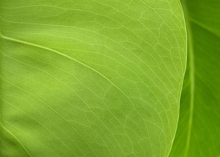 New rubber plant green leaf の写真素材