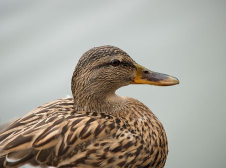 Female mallardの写真素材