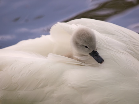 Cygnet nestling in mothers feathersの写真素材