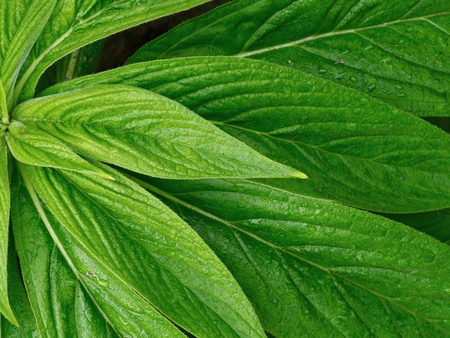 Plantの写真素材