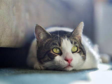 Tabby Cat Resting at Home