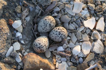 Eggs on the groundの写真素材