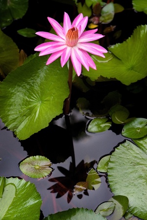 lotto flowerの写真素材