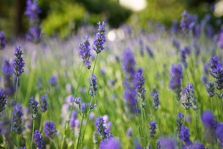 lavender campの写真素材