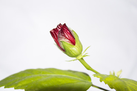 rosebudの写真素材