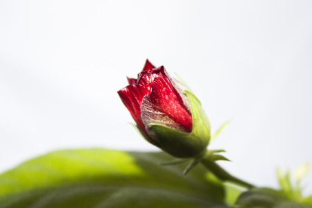 rosebudの写真素材