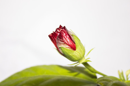 rosebudの写真素材