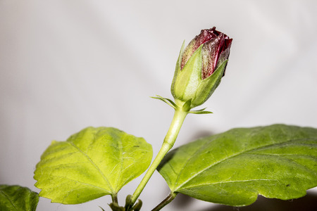 rosebudの写真素材