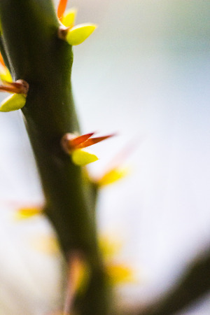 cactusの写真素材