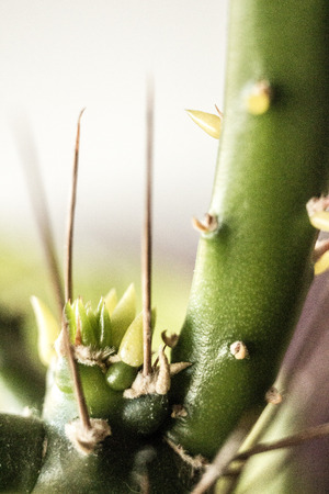 cactusの写真素材