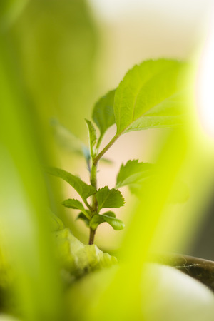 macro treeの写真素材