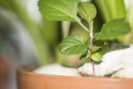 macro treeの写真素材