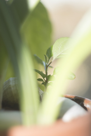 macro treeの写真素材