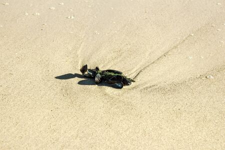 Seascape, sand and seafoodの写真素材