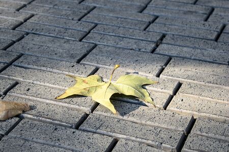 Autumn landscape fallen maple leafの写真素材