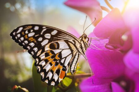 Beautiful butterfly is sitting on flower in garden. Macro shot.の写真素材