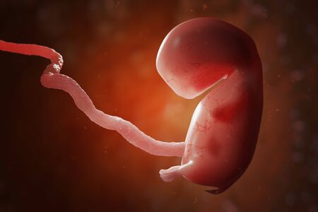 Human embryo or fetus with placenta. IVF and artificial insemination concept. 3D rendered...