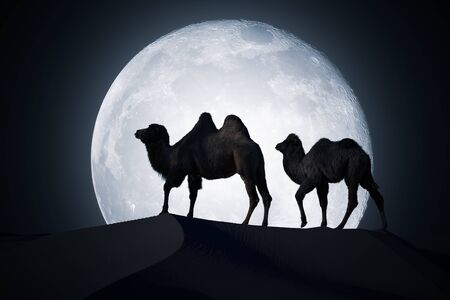 Silhouettes of camels are walking in desert at night. Moon in background.の写真素材