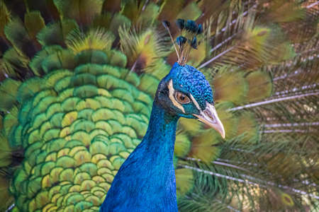 Close view on head of peacock bird with beautiful green tail.の写真素材