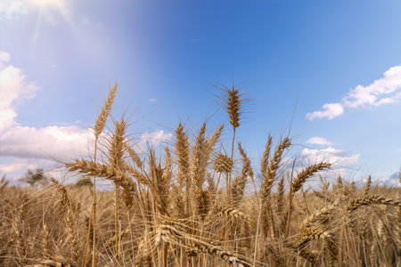 Close up of wheat field in summer day. Harvesting period.の写真素材