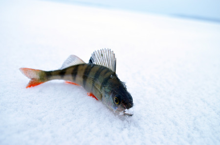 small fish on iceの写真素材