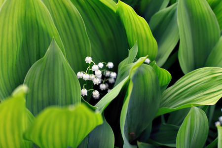 lily of the valley blossoms and leavesの写真素材