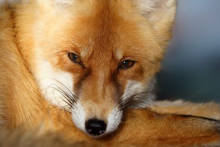 Red Fox ( Vulpes vulpes )