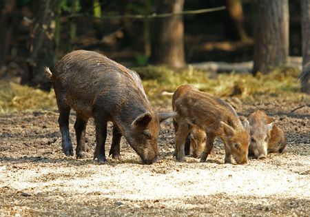Wild Boar ( Sus scrofa )の写真素材