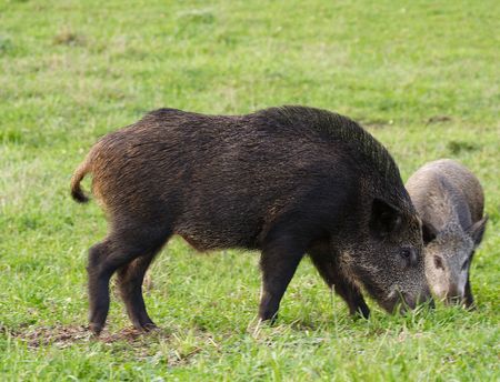 Wild Boar ( Sus scrofa )の写真素材
