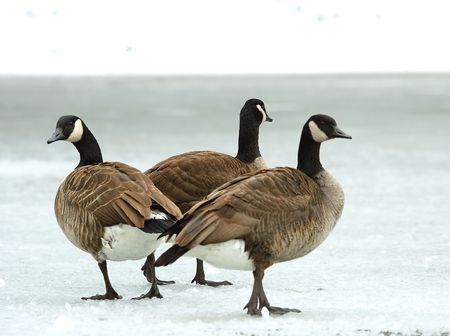 Brand goose ( Branta bernicla )の写真素材