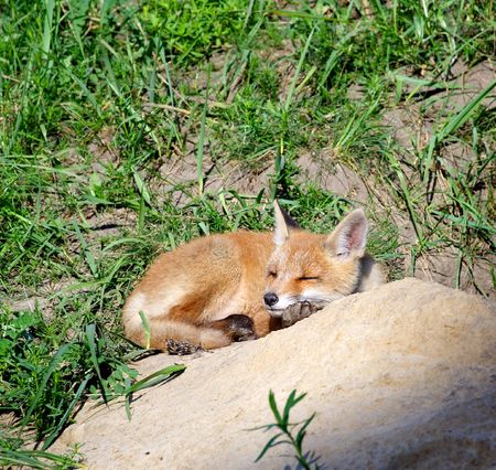 Red Fox ( Vulpes vulpes )の写真素材