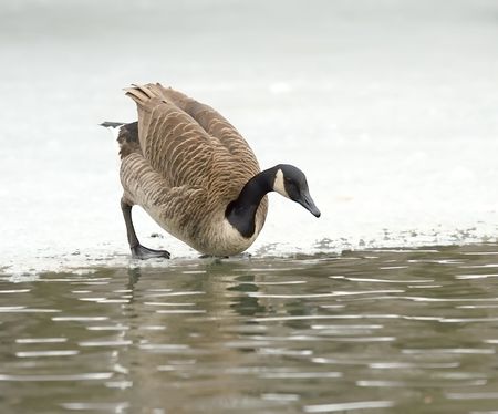 Brand goose ( Branta bernicla )の写真素材