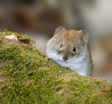 Mouseの写真素材