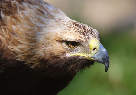 Eagle
